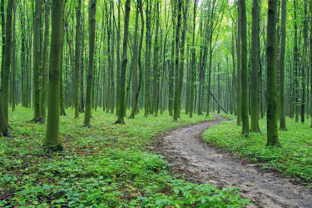 Paysage forestier avec chemin de terre