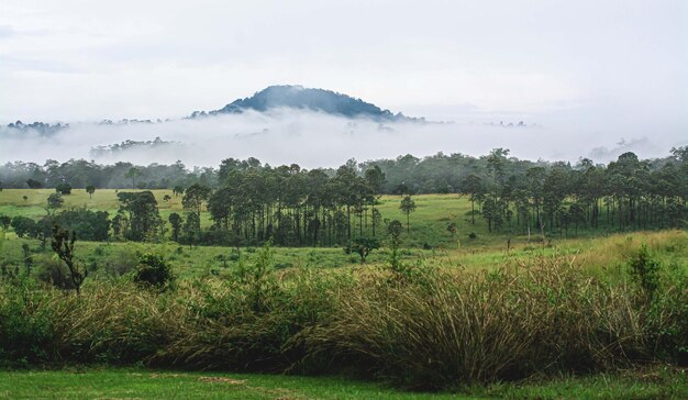 Paysage forestier dans le brouillard