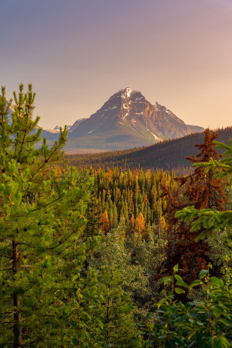 Photo paysage forestier du canada avec la grande montagne en arrière-plan