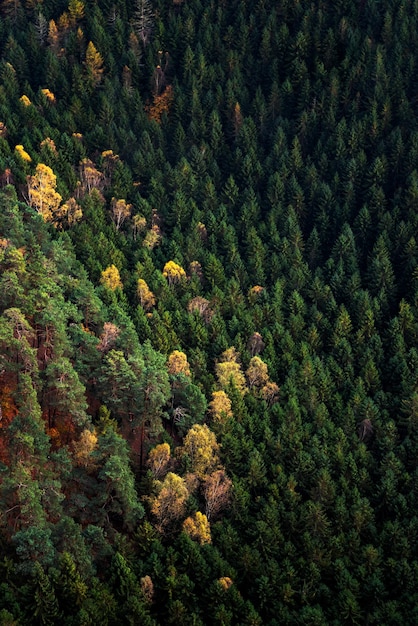 Paysage forestier du parc national de la Suisse bohémienne Détail d'arbres Pravcicka gate République Tchèque