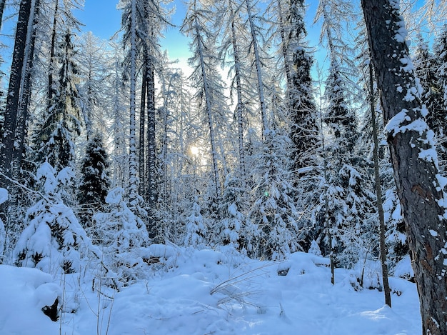 Photo paysage forestier ensoleillé d'hiver.