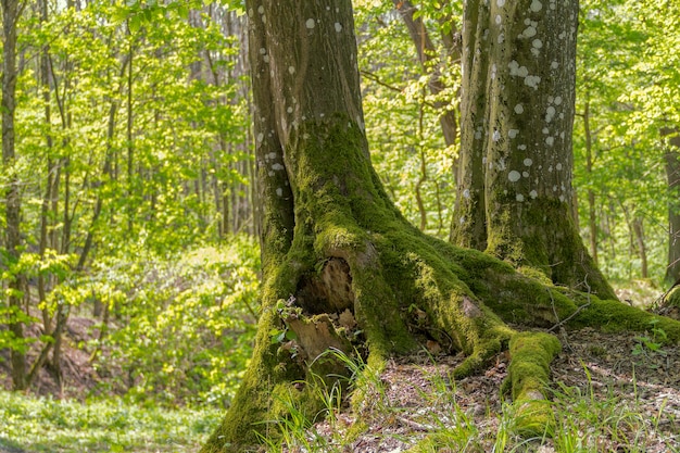 paysage forestier ensoleillé