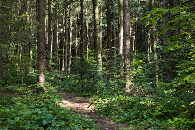 Paysage forestier d'été par temps ensoleillé - arbres et chemin étroit éclairé par la douce lumière du soleil.