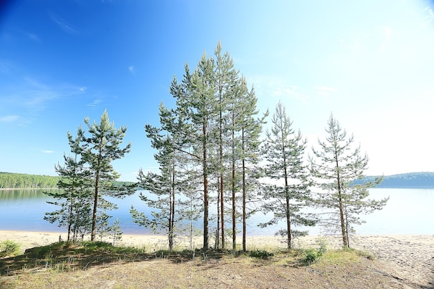 paysage forestier d'été