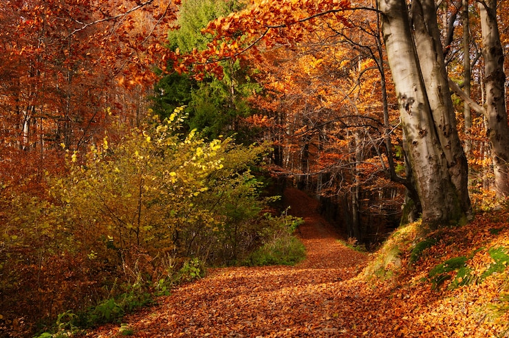Photo paysage forestier avec feuillage d'automne et route