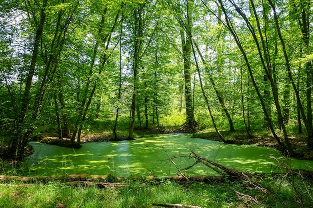 Paysage forestier de Fontainebleau, France