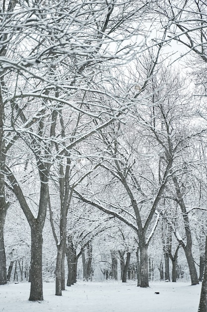 Paysage forestier d'hiver couvert de neige. Conte de fées d'hiver.