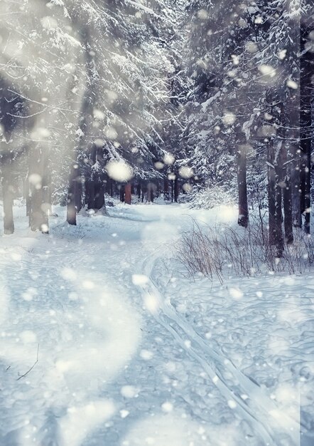 Paysage forestier d'hiver. De grands arbres sous la neige. Jour glacial de janvier dans le parc.