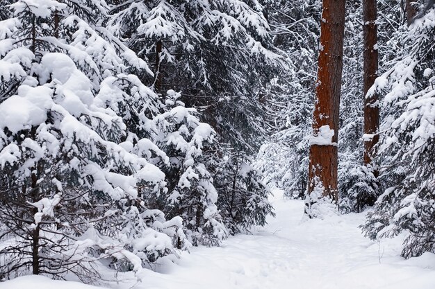 Paysage forestier d'hiver. De grands arbres sous la neige. Jour glacial de janvier dans le parc.
