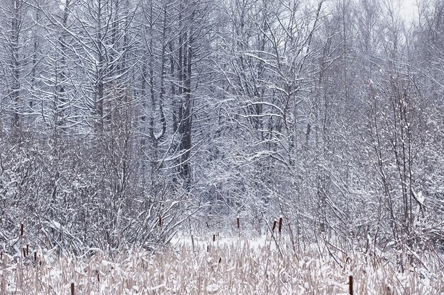 Paysage forestier d'hiver. De grands arbres sous la neige. Jour glacial de janvier dans le parc.