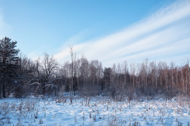 Paysage forestier d'hiver. De grands arbres sous la neige. Jour glacial de janvier dans le parc.