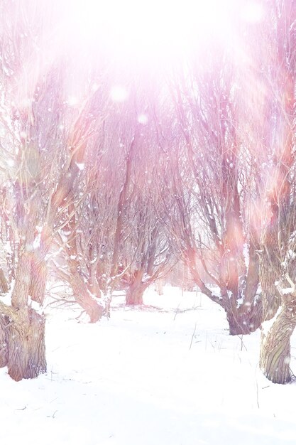 Paysage forestier d'hiver. De grands arbres sous la neige. Jour glacial de janvier dans le parc.