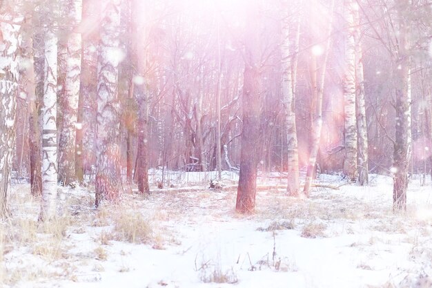 Paysage forestier d'hiver. De grands arbres sous la neige. Jour glacial de janvier dans le parc.