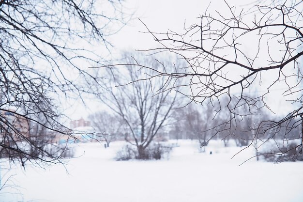 Paysage forestier d'hiver. De grands arbres sous la neige. Jour glacial de janvier dans le parc.