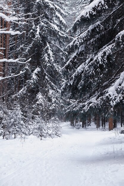 Paysage forestier d'hiver. De grands arbres sous la neige. Jour glacial de janvier dans le parc.