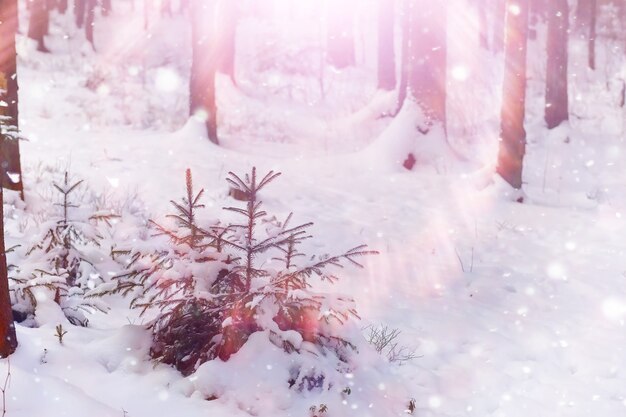 Paysage forestier d'hiver. De grands arbres sous la neige. Jour glacial de janvier dans le parc.