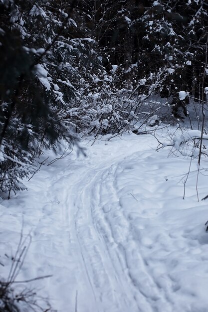 Paysage forestier d'hiver. De grands arbres sous la neige. Jour glacial de janvier dans le parc.