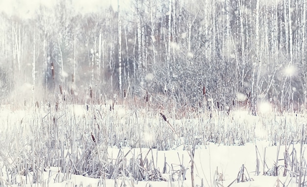 Paysage forestier d'hiver. De grands arbres sous la neige. Jour glacial de janvier dans le parc.