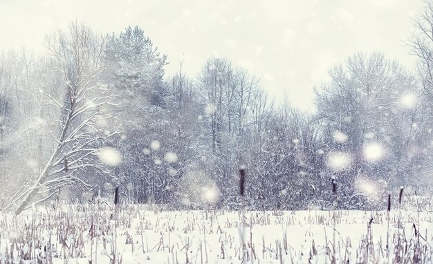 Paysage forestier d'hiver. De grands arbres sous la neige. Jour glacial de janvier dans le parc.