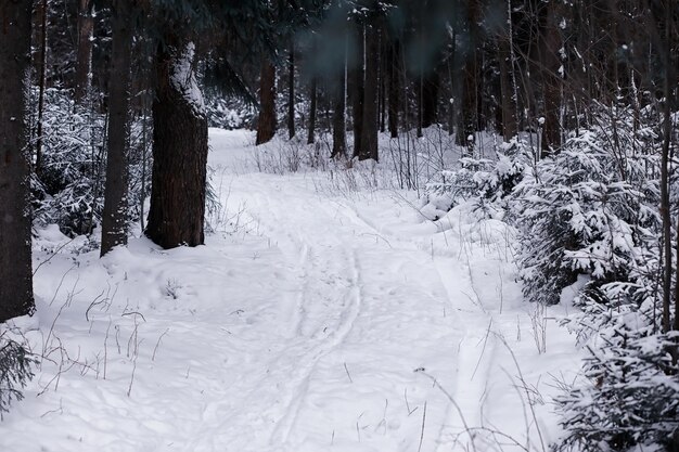 Paysage forestier d'hiver. De grands arbres sous la neige. Jour glacial de janvier dans le parc.