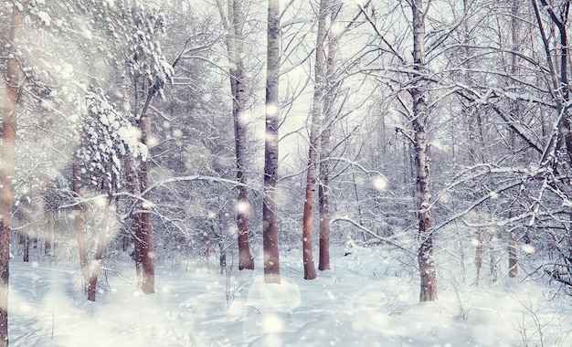 Paysage forestier d'hiver. De grands arbres sous la neige. Jour glacial de janvier dans le parc.