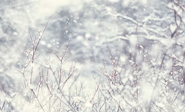 Photo paysage forestier d'hiver. de grands arbres sous la neige. jour glacial de janvier dans le parc.