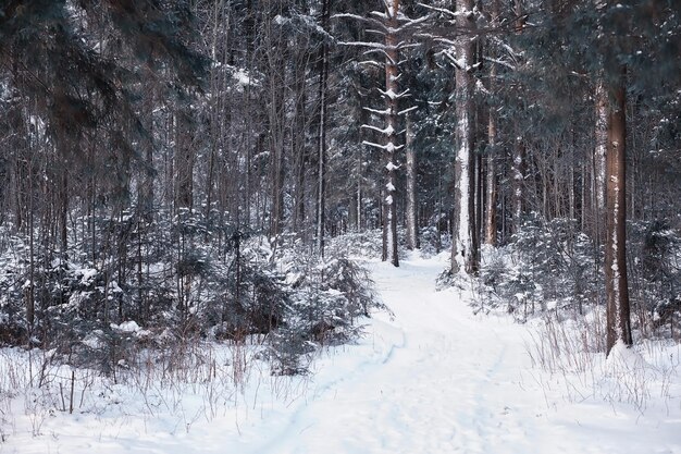 Paysage forestier d'hiver. De grands arbres sous la neige. Jour glacial de janvier dans le parc.