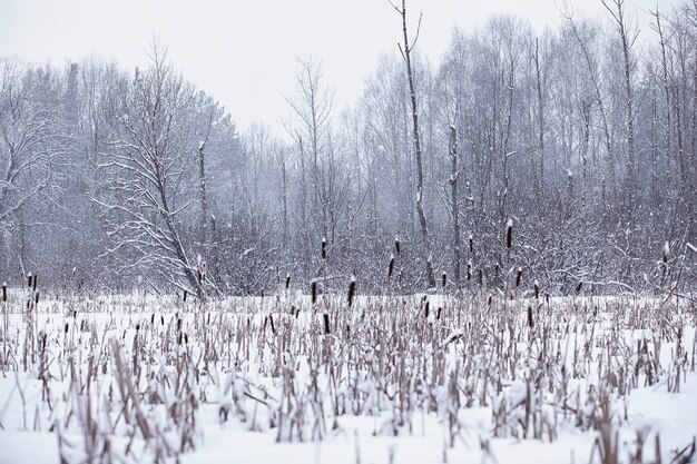 Paysage forestier d'hiver. De grands arbres sous la neige. Jour glacial de janvier dans le parc.