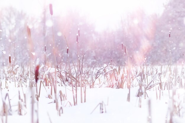 Paysage forestier d'hiver. De grands arbres sous la neige. Jour glacial de janvier dans le parc.