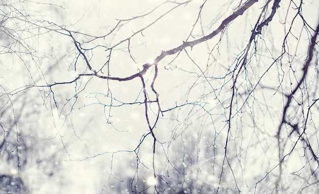 Paysage forestier d'hiver. De grands arbres sous la neige. Jour glacial de janvier dans le parc.