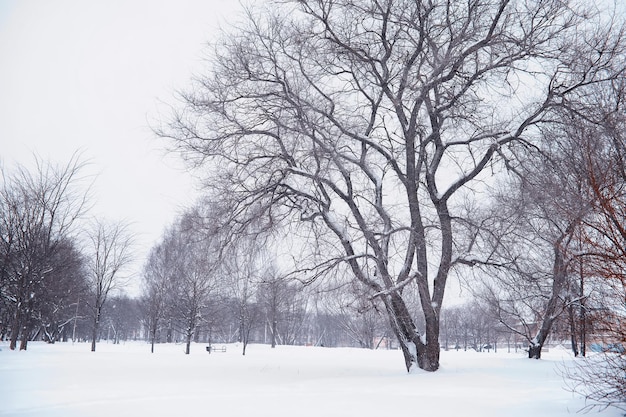 Paysage forestier d'hiver. De grands arbres sous la neige. Jour glacial de janvier dans le parc.