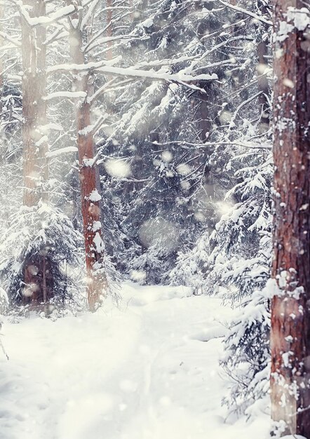 Paysage forestier d'hiver. De grands arbres sous la neige. Jour glacial de janvier dans le parc.