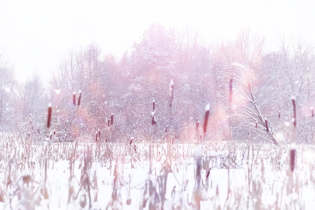 Paysage forestier d'hiver. De grands arbres sous la neige. Jour glacial de janvier dans le parc.