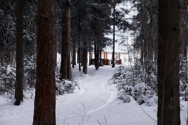 Paysage forestier d'hiver. De grands arbres sous la neige. Jour glacial de janvier dans le parc.