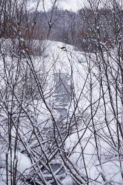 Paysage forestier d'hiver. De grands arbres sous la neige. Jour glacial de janvier dans le parc.