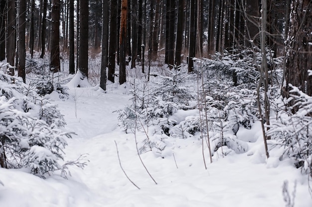 Paysage forestier d'hiver. De grands arbres sous la neige. Journée glaciale de janvier dans le parc.