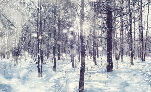 Paysage forestier d'hiver. De grands arbres sous la neige. Journée glaciale de janvier dans le parc.