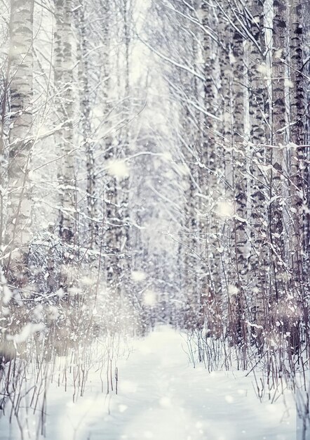 Paysage forestier d'hiver. De grands arbres sous la neige. Journée glaciale de janvier dans le parc.