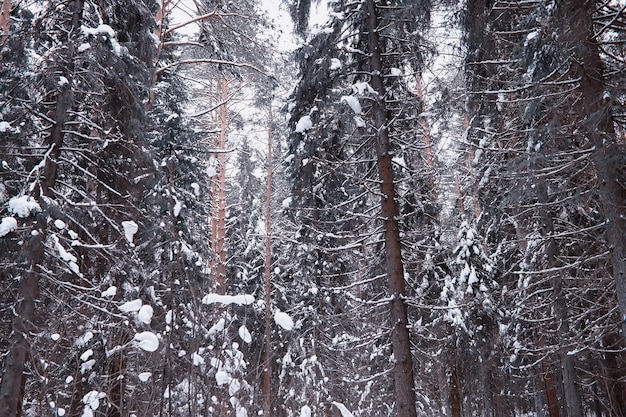 Paysage forestier d'hiver. De grands arbres sous la neige. Journée glaciale de janvier dans le parc.