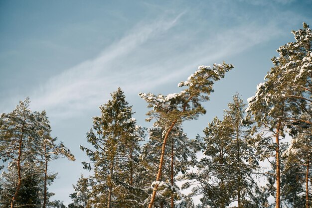 Paysage forestier d'hiver Nature enneigée des bois européens