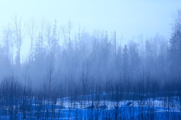 paysage forestier d'hiver recouvert de neige, décembre noël nature fond blanc