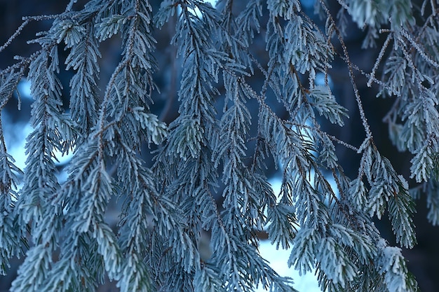 paysage forestier d'hiver recouvert de neige, décembre noël nature fond blanc