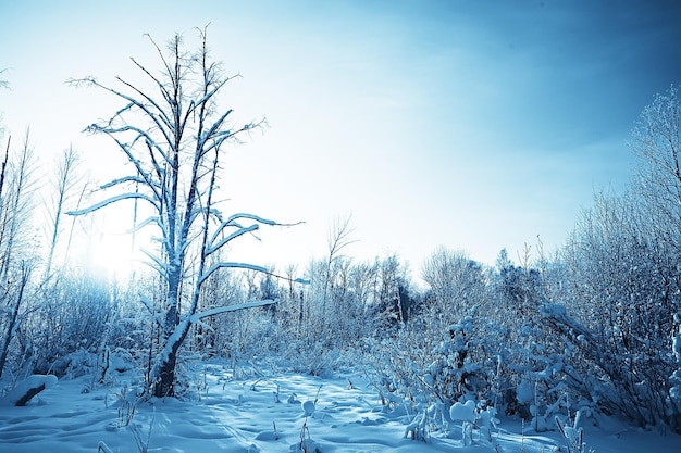 paysage forestier d'hiver recouvert de neige, décembre noël nature fond blanc