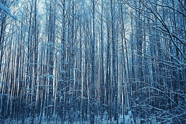 paysage forestier d'hiver recouvert de neige, décembre noël nature fond blanc