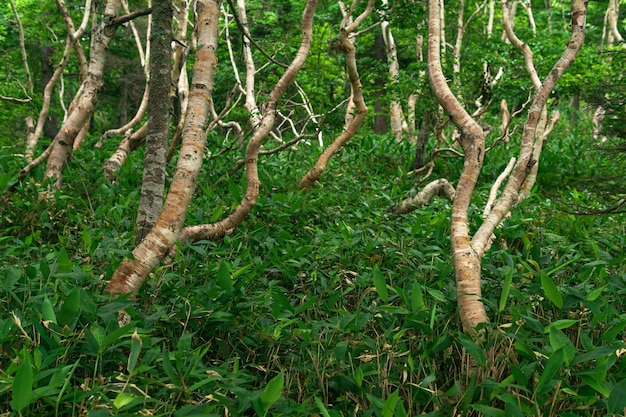 Paysage forestier de l'île de Kunashir arbres tordus et sous-bois de bambous nains