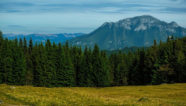 Paysage forestier avec montagnes et arbres