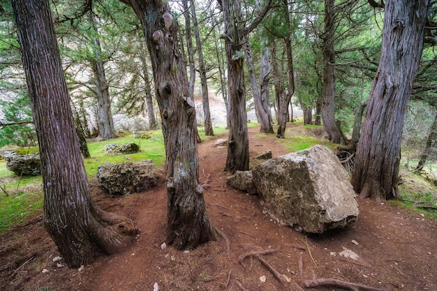 Paysage forestier mystérieux parmi les genévriers sur le chemin Sabinar Soria