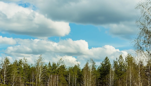 Paysage forestier naturel de printemps avec ciel nuageux Russie Focus sélectif