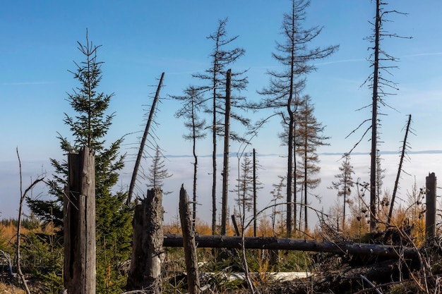 Paysage forestier paisible avec des pins verdoyants et une beauté naturelle sereine