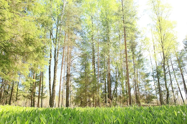 paysage forestier de printemps saisonnier / fond vert arbres dans la forêt, paysage ensoleillé de printemps frais dans la nature, concept écologique